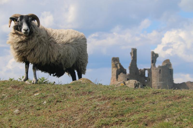 Ewe’ll be made welcome here! Image by Steve Hare